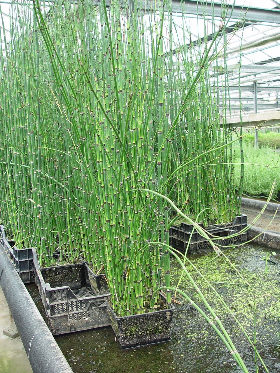 Equisetum